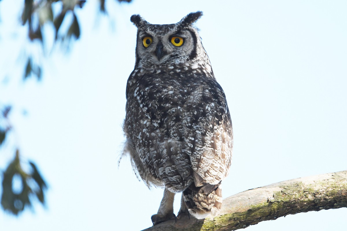 Spotted Eagle-Owl - ML637866984