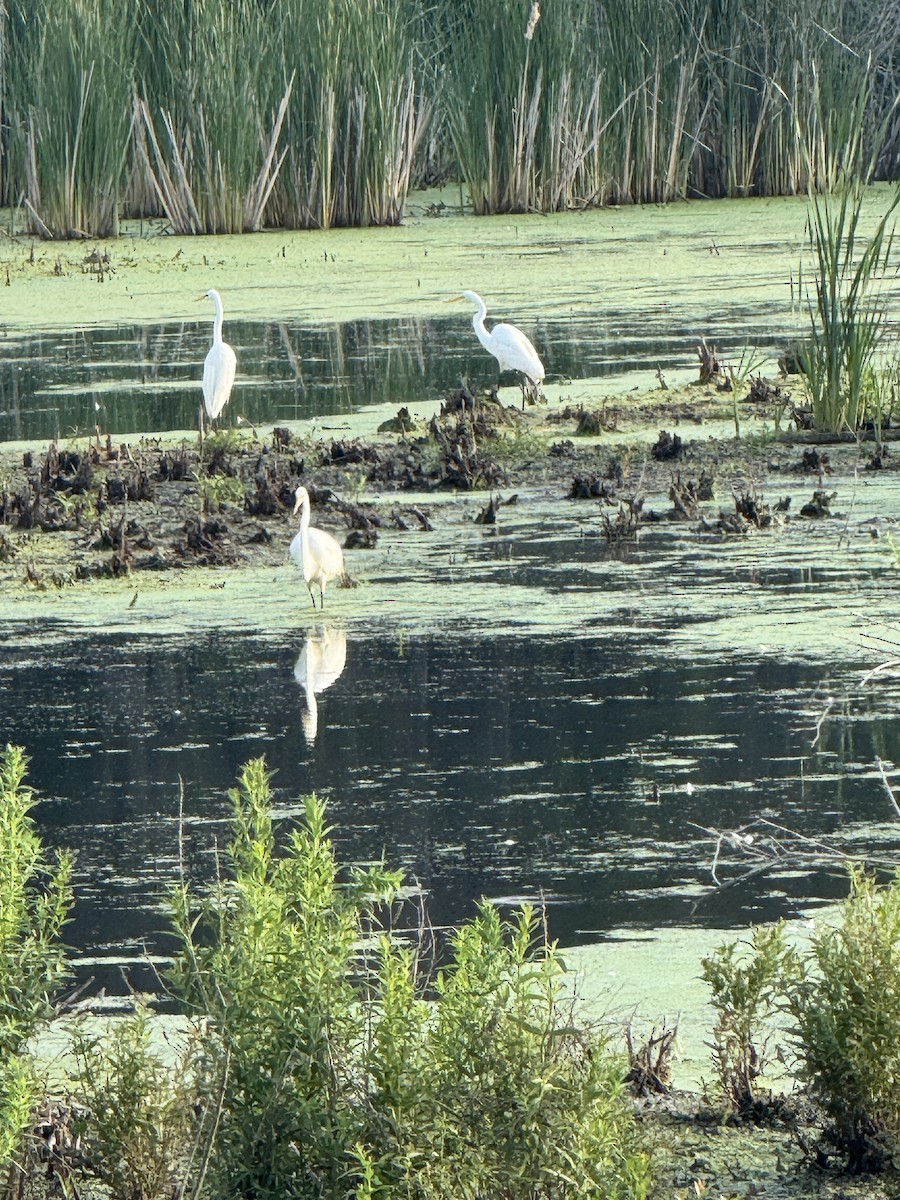 Great Egret - ML637866992