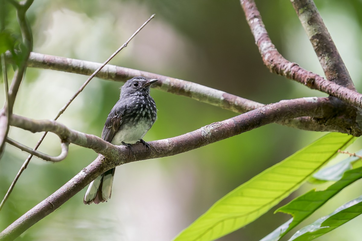 Spotted Fantail - ML637866996