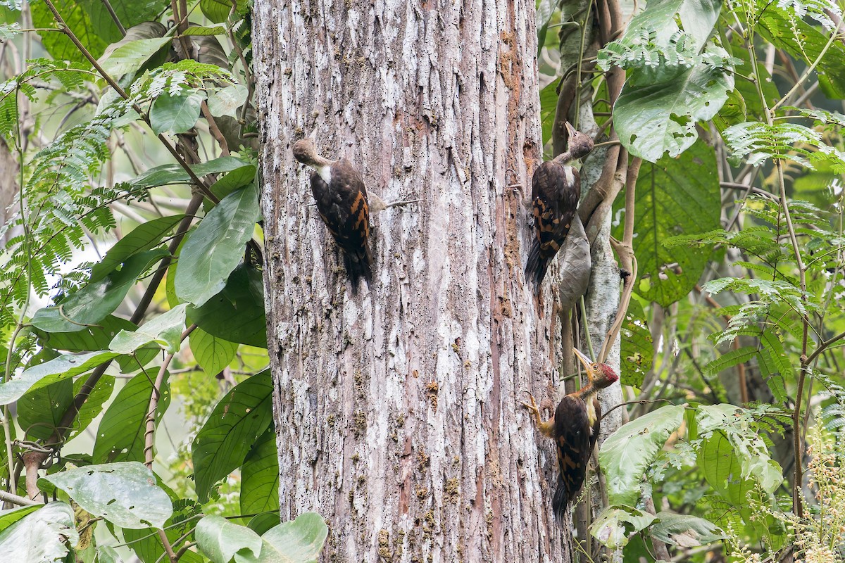Orange-backed Woodpecker - ML637866998