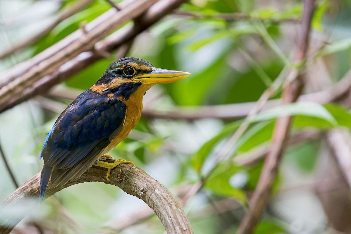 Rufous-collared Kingfisher - ML637867001