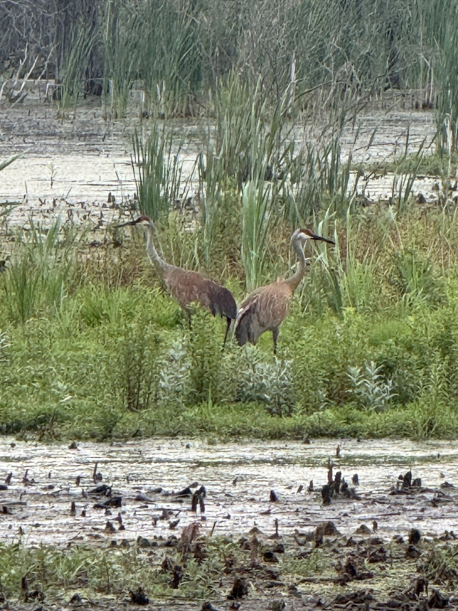 Sandhill Crane - ML637867003