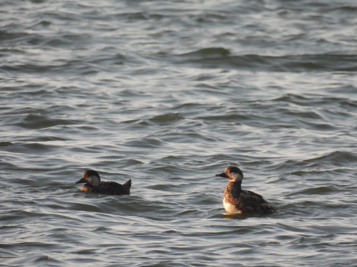 Black Scoter - ML637867063