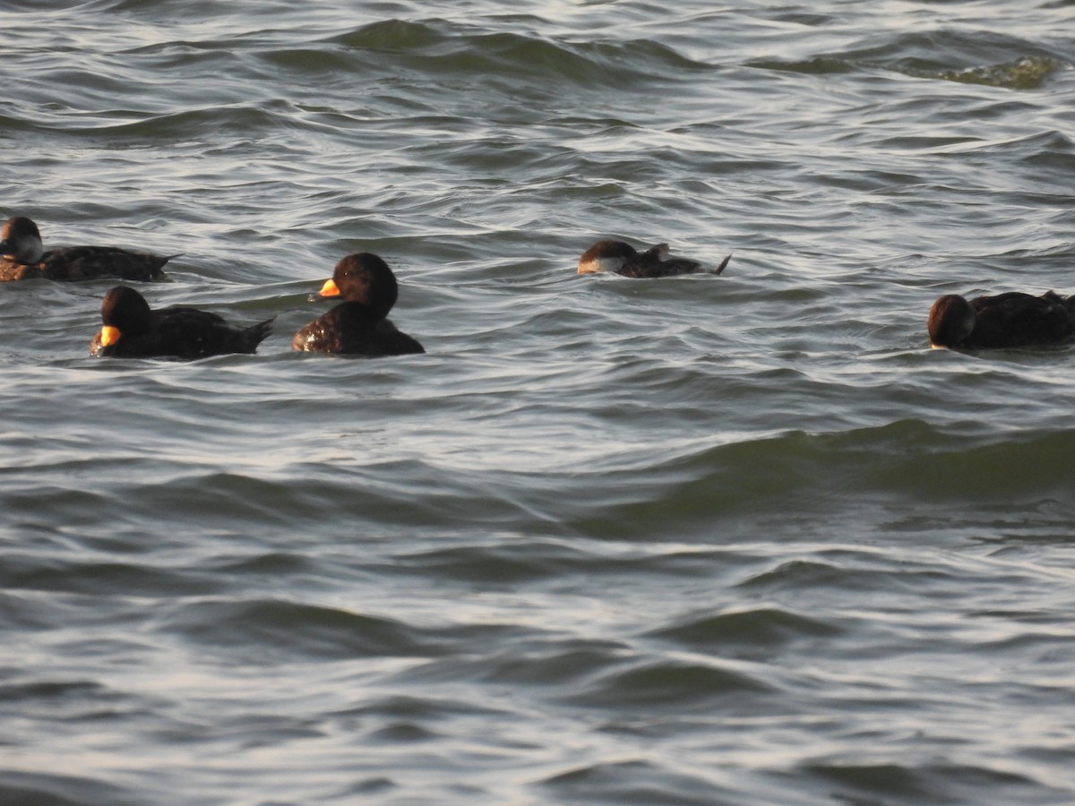 Black Scoter - ML637867064