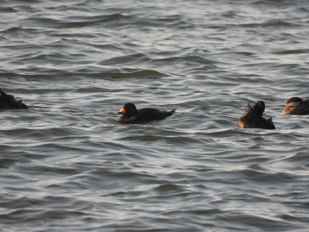 Black Scoter - ML637867065