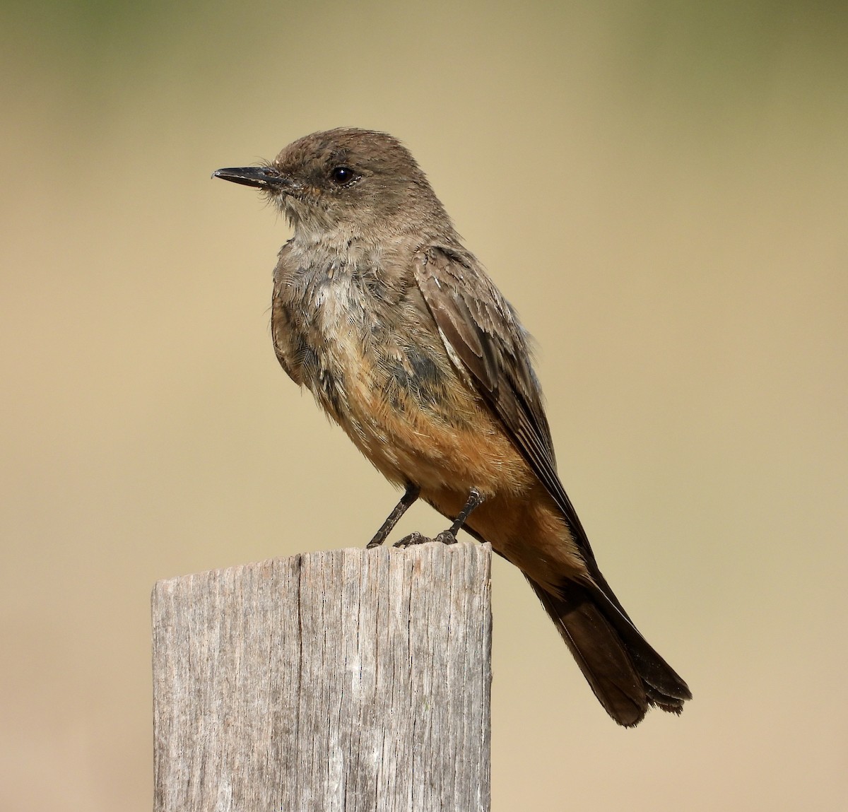 Say's Phoebe - ML637867072