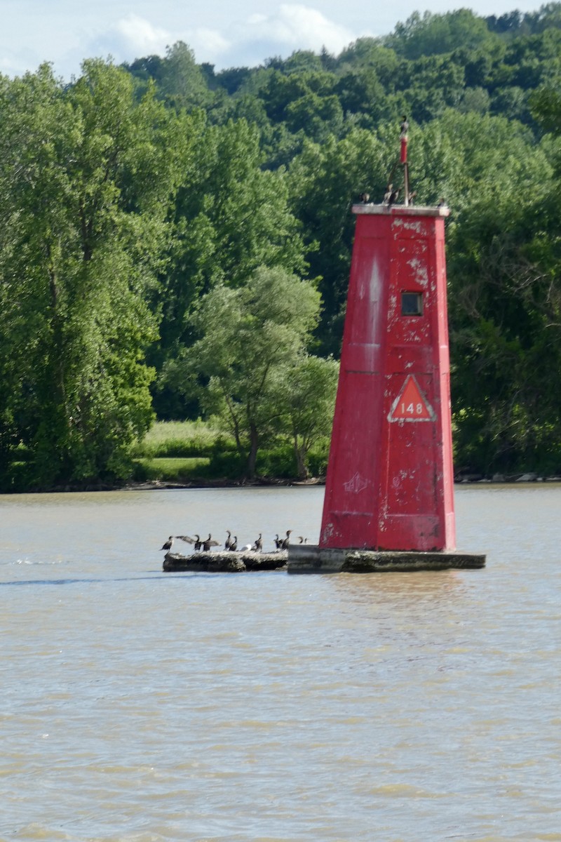 kormorán ušatý - ML637867089