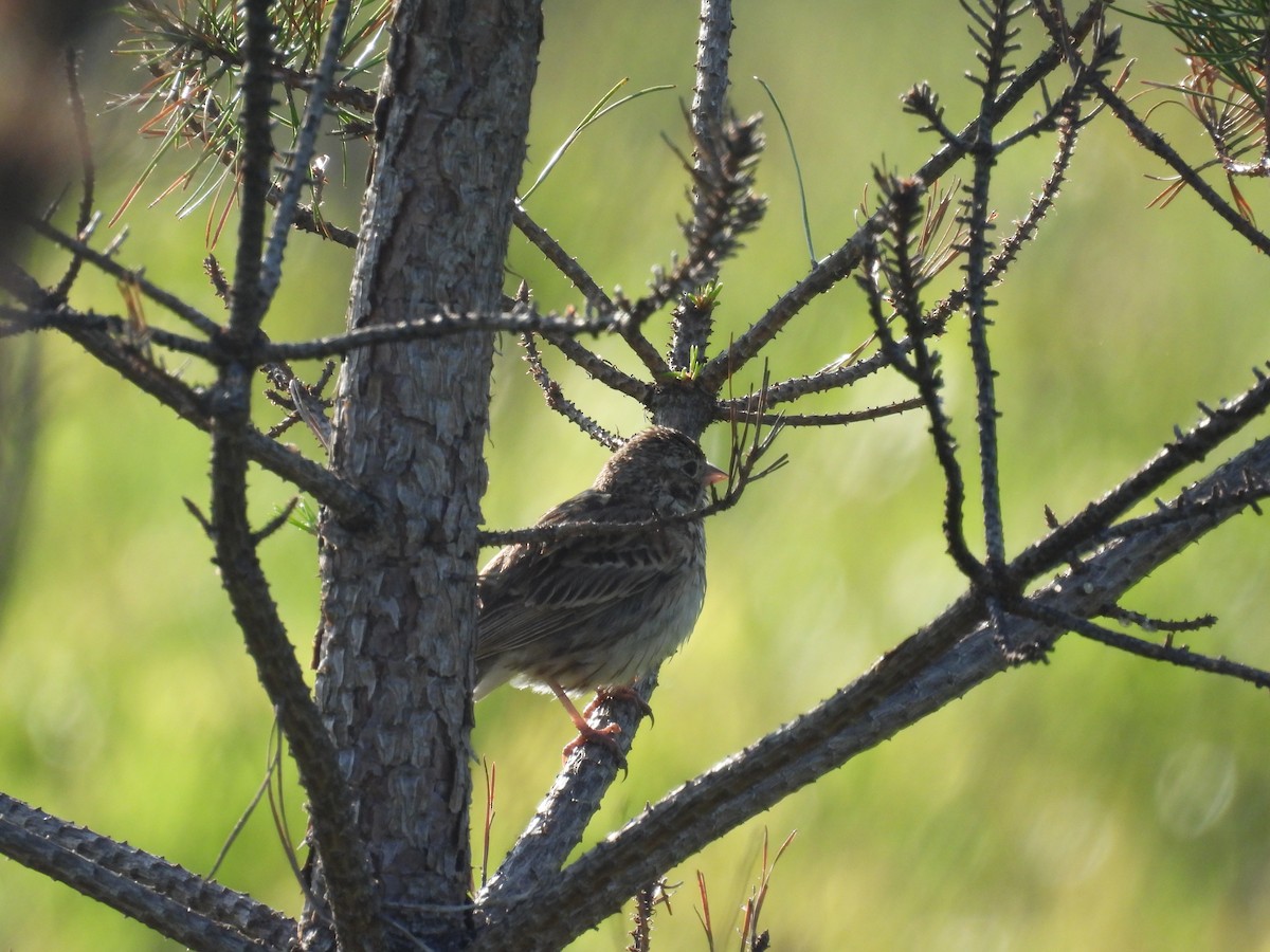Vesper Sparrow - ML637867093