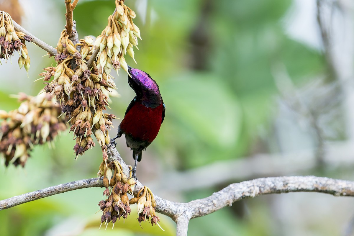 Van Hasselt's Sunbird - ML637867094