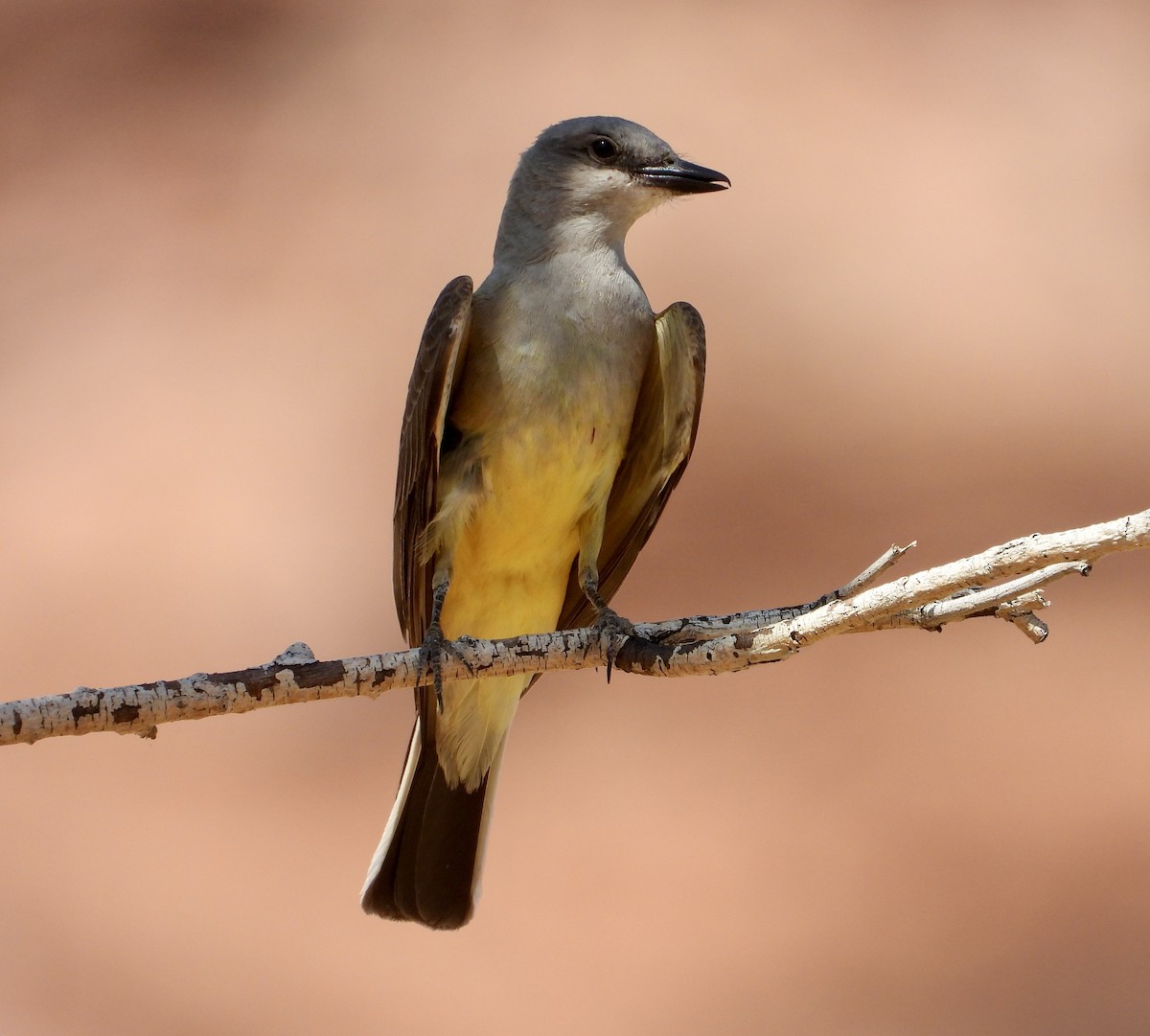 Western Kingbird - ML637867104