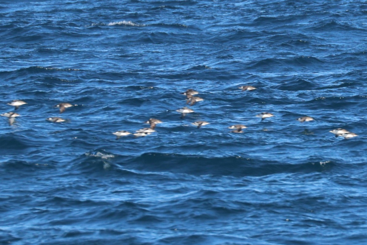 Fluttering Shearwater - ML637867106