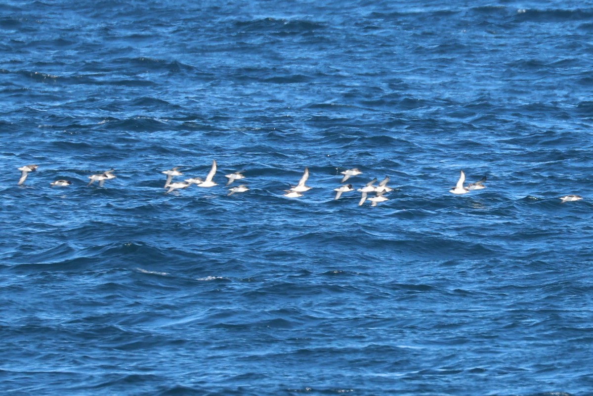 Fluttering Shearwater - ML637867107
