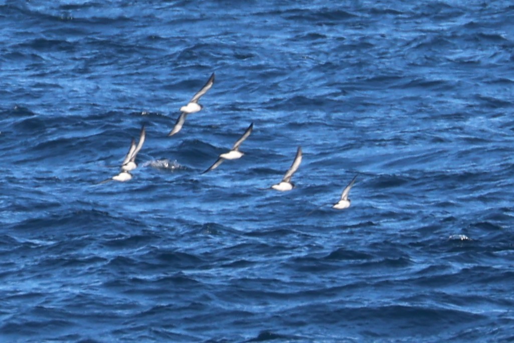 Fluttering Shearwater - ML637867108
