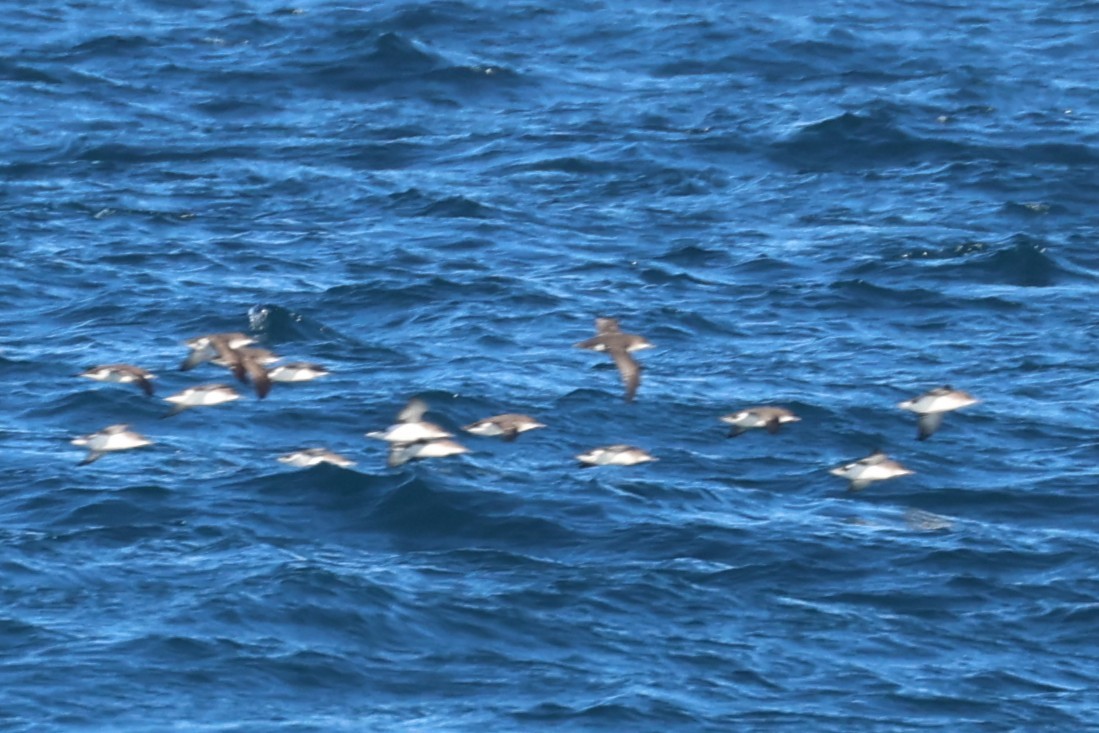 Fluttering Shearwater - ML637867109
