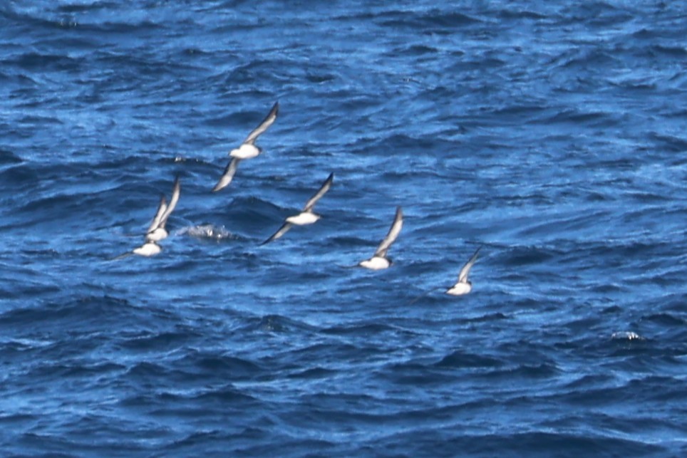 Fluttering Shearwater - ML637867110