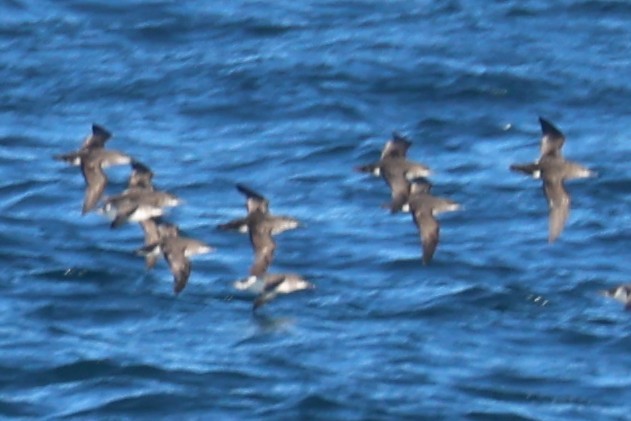 Fluttering Shearwater - ML637867111