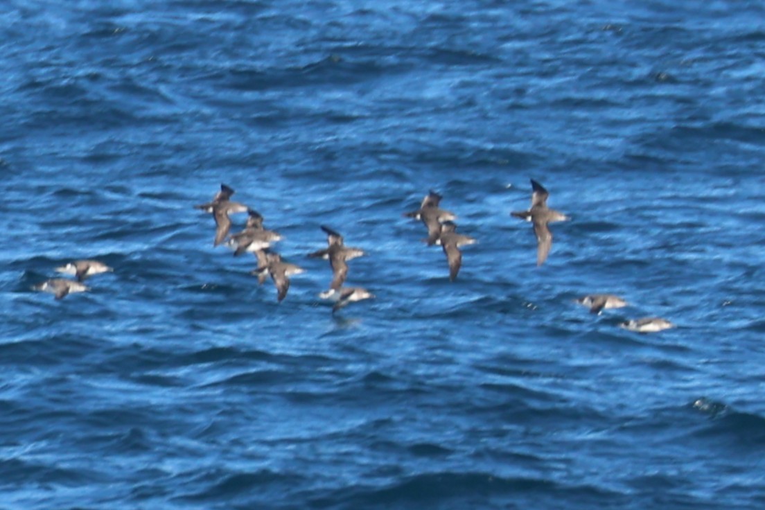 Fluttering Shearwater - ML637867112