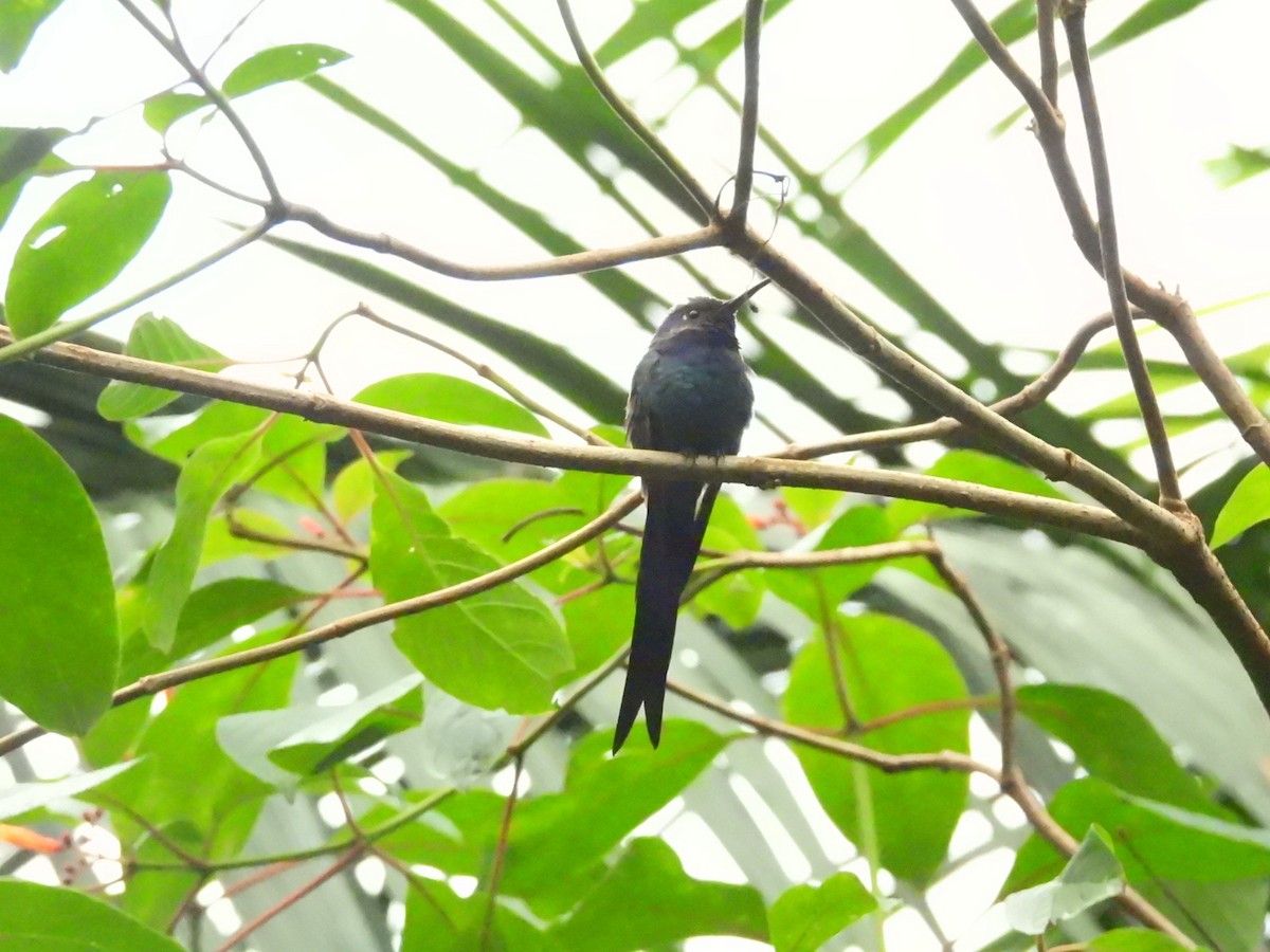 Swallow-tailed Hummingbird - ML637867124