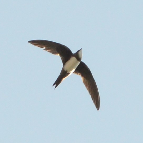 Alpine Swift - ML637867134