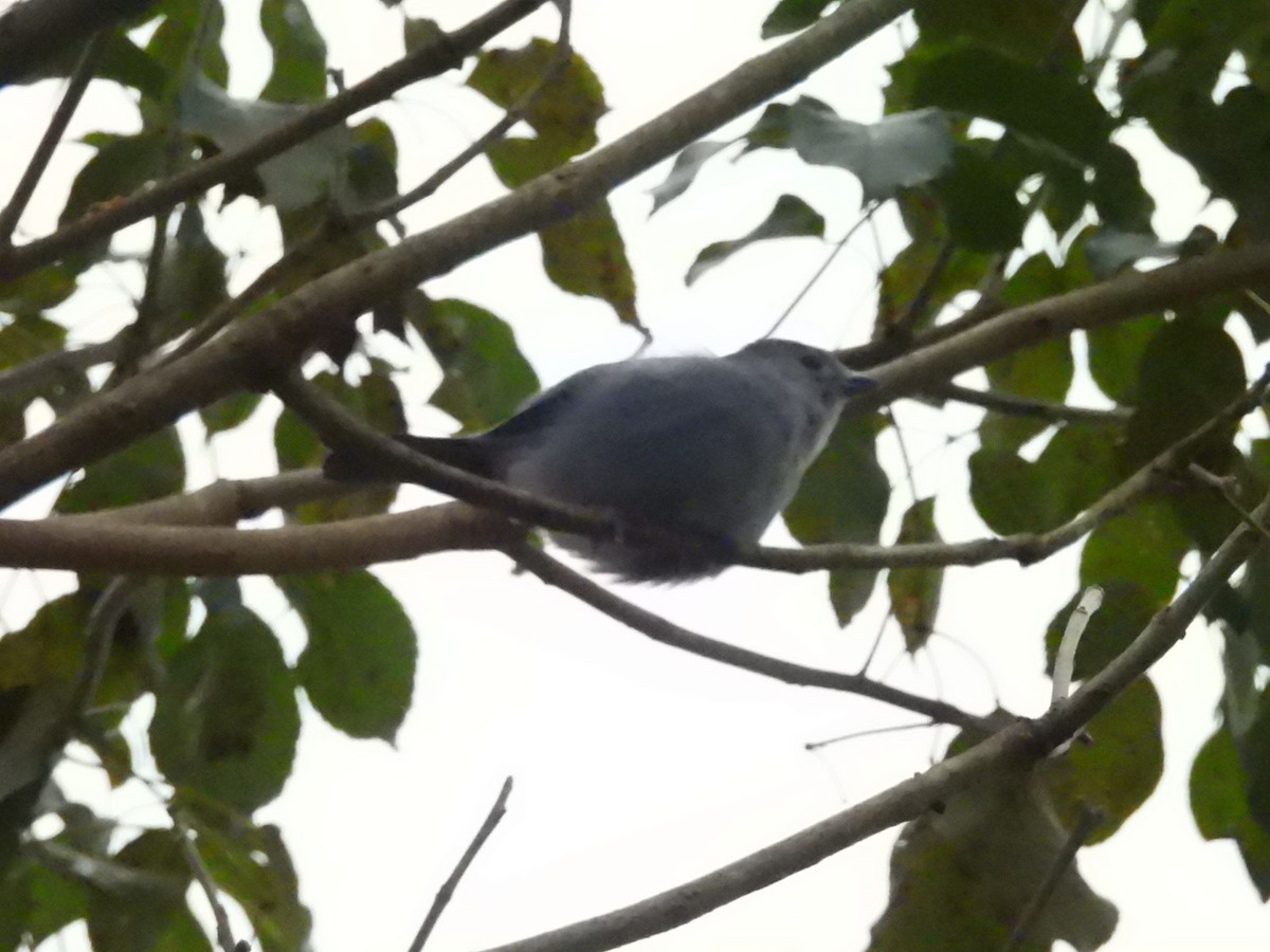 Sayaca Tanager - ML637867135