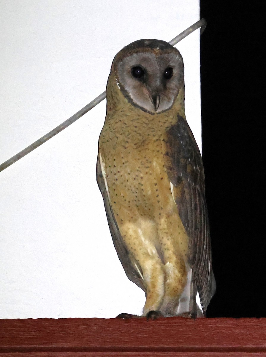 Sulawesi Masked-Owl - ML637867155