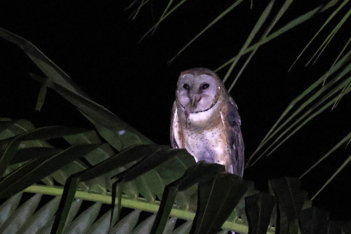 Sulawesi Masked-Owl - ML637867156