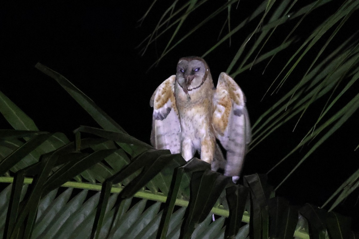 Sulawesi Masked-Owl - ML637867157