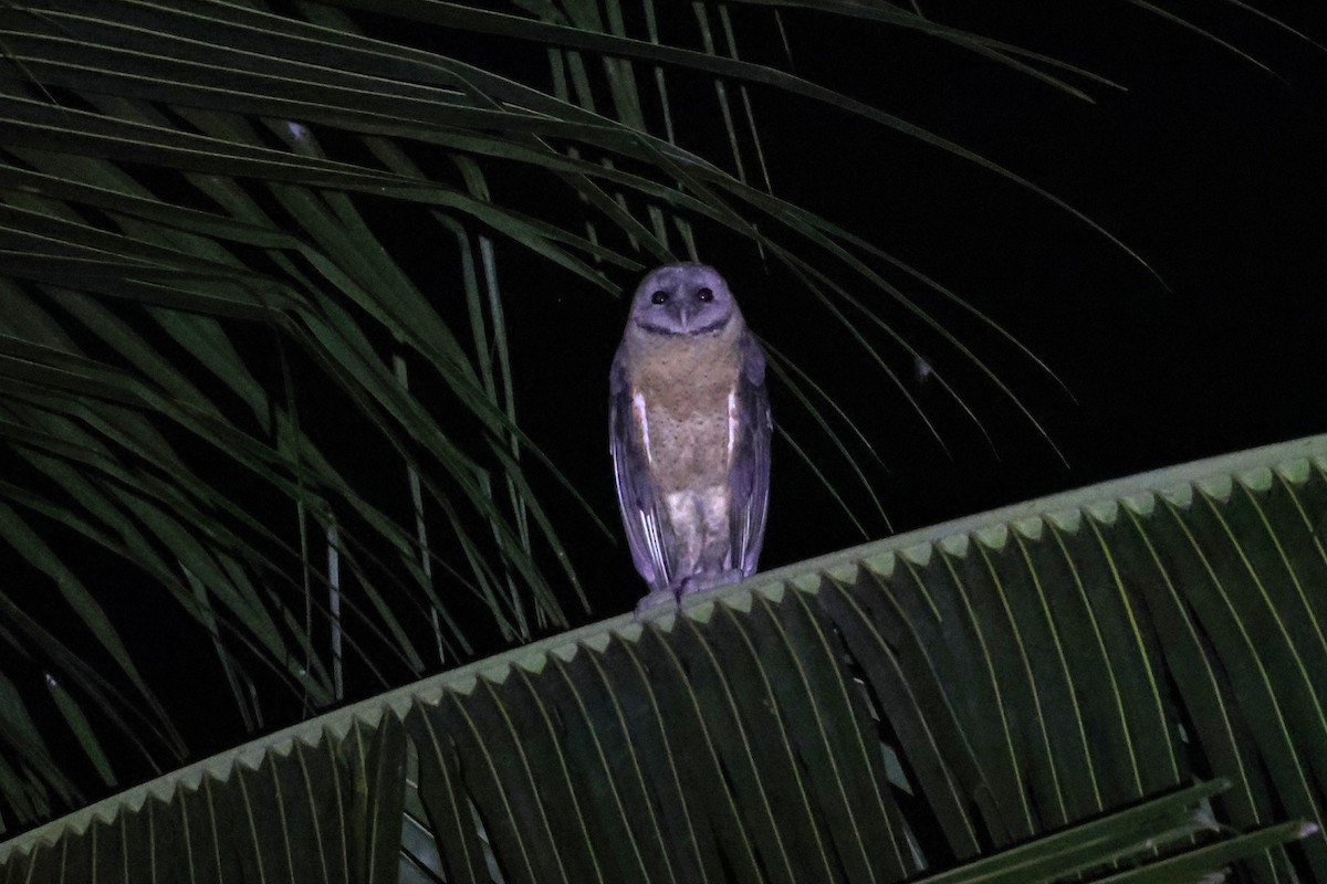 Sulawesi Masked-Owl - ML637867158