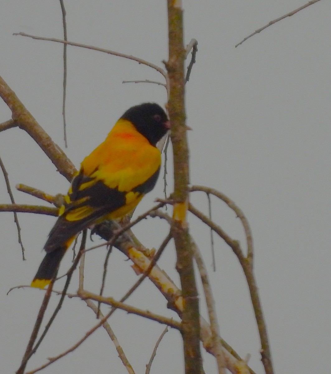 Black-hooded Oriole - ML637867159
