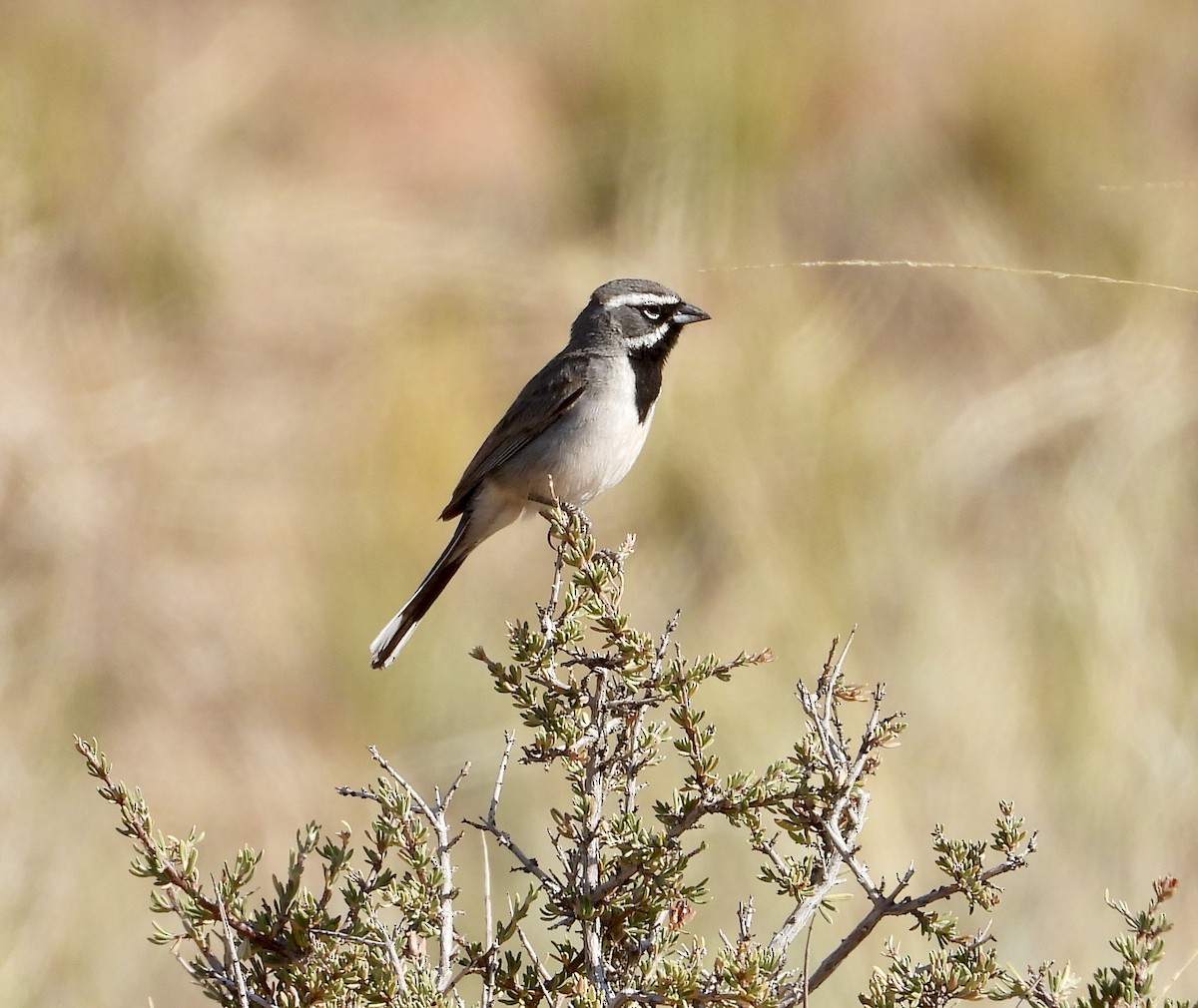 Black-throated Sparrow - ML637867166