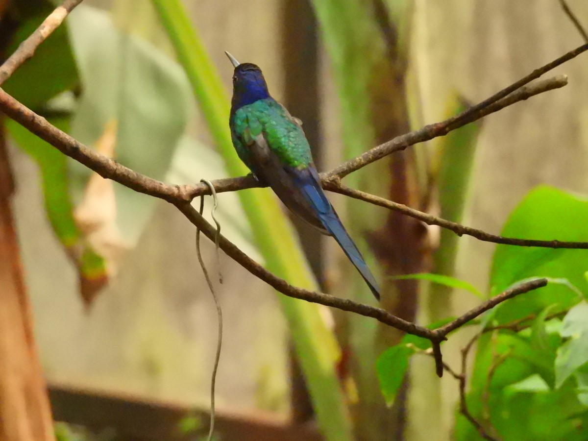 Swallow-tailed Hummingbird - ML637867223