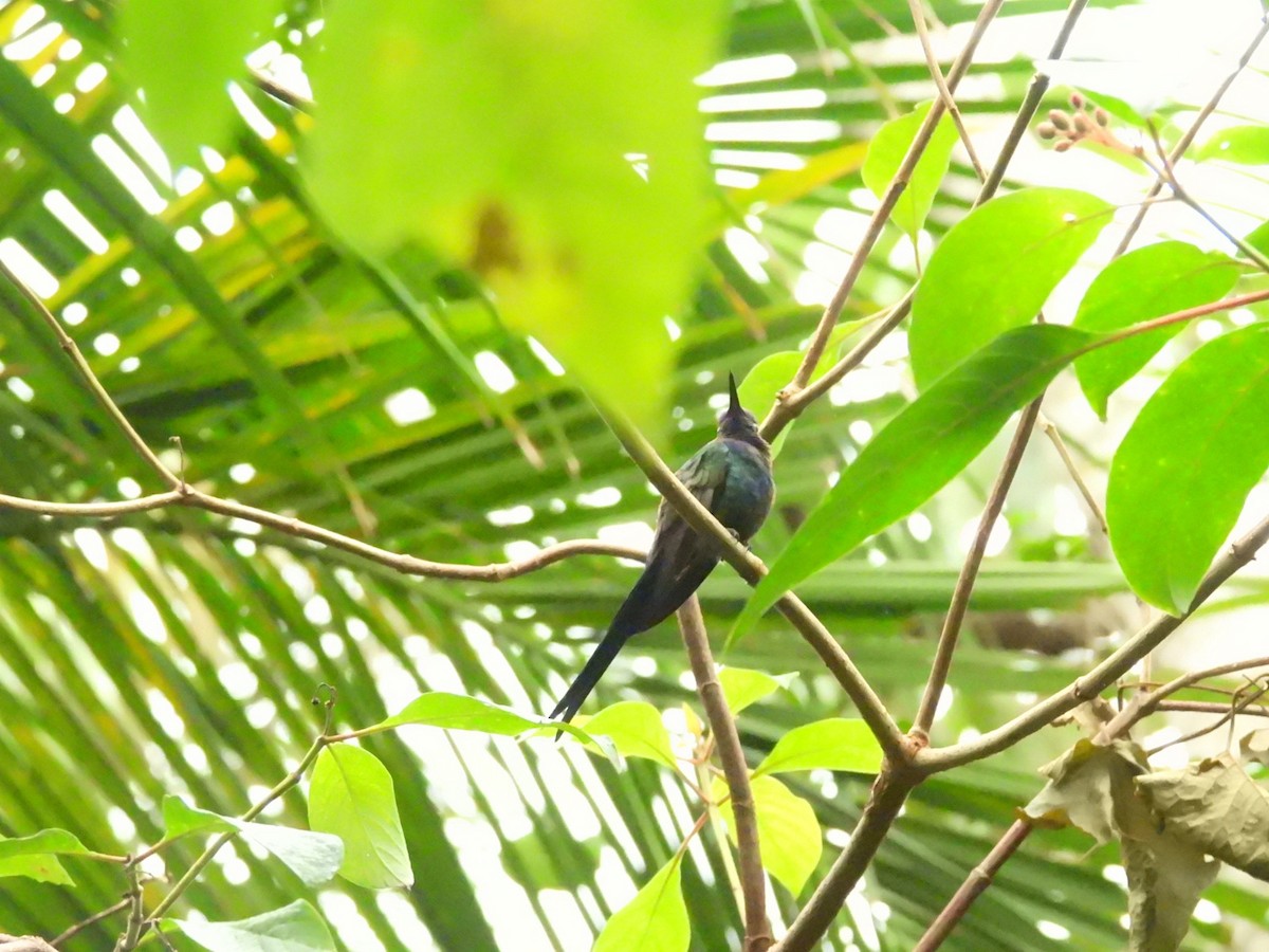 Swallow-tailed Hummingbird - ML637867224