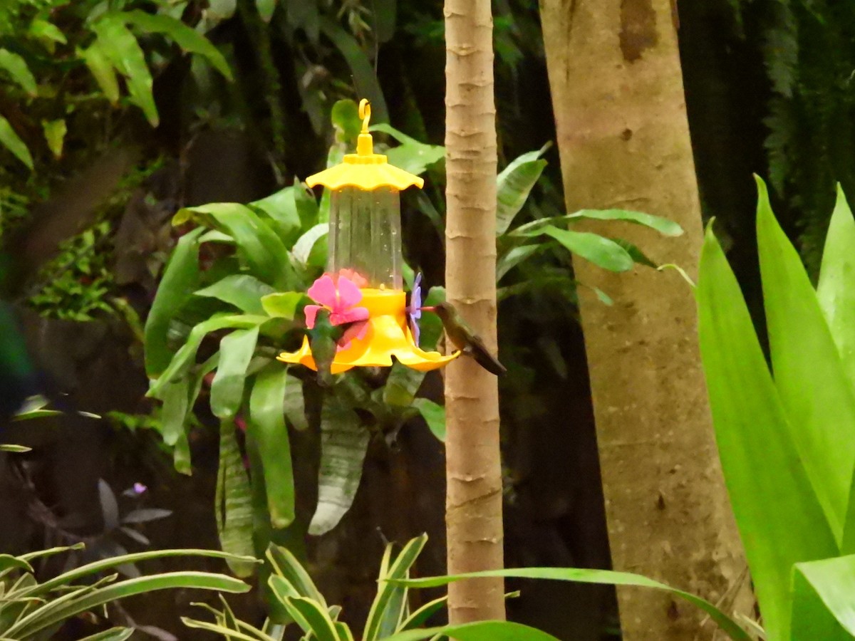 Gilded Hummingbird - ML637867261