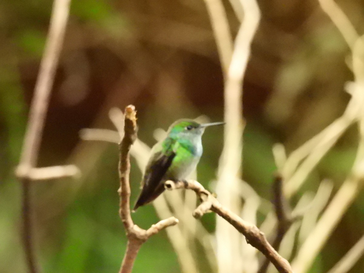 Versicolored Emerald - ML637867263