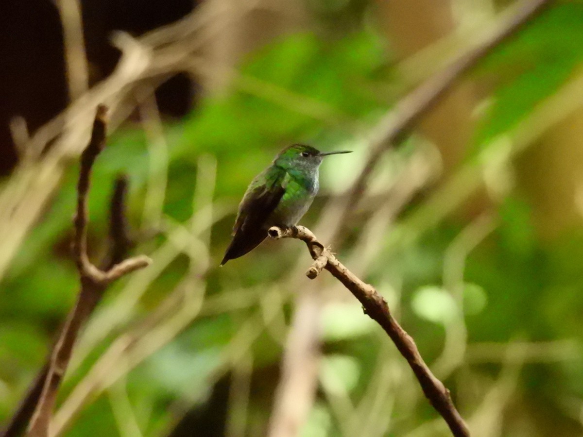 Versicolored Emerald - ML637867264