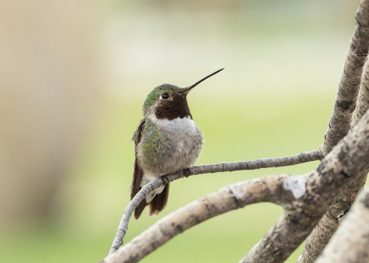 Broad-tailed Hummingbird - ML637867292
