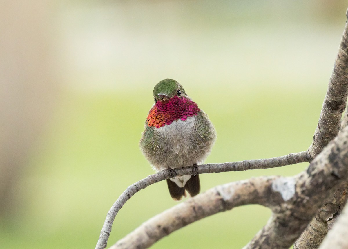 Broad-tailed Hummingbird - ML637867293
