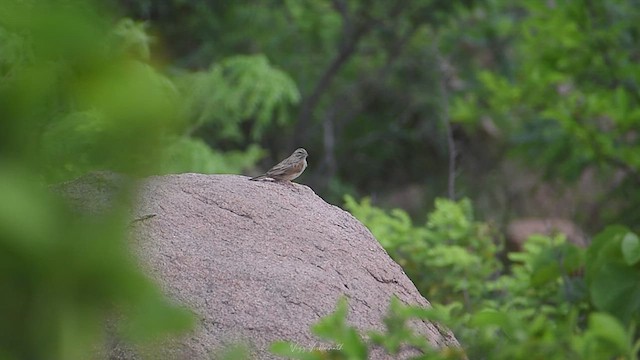 Striolated Bunting - ML637867294
