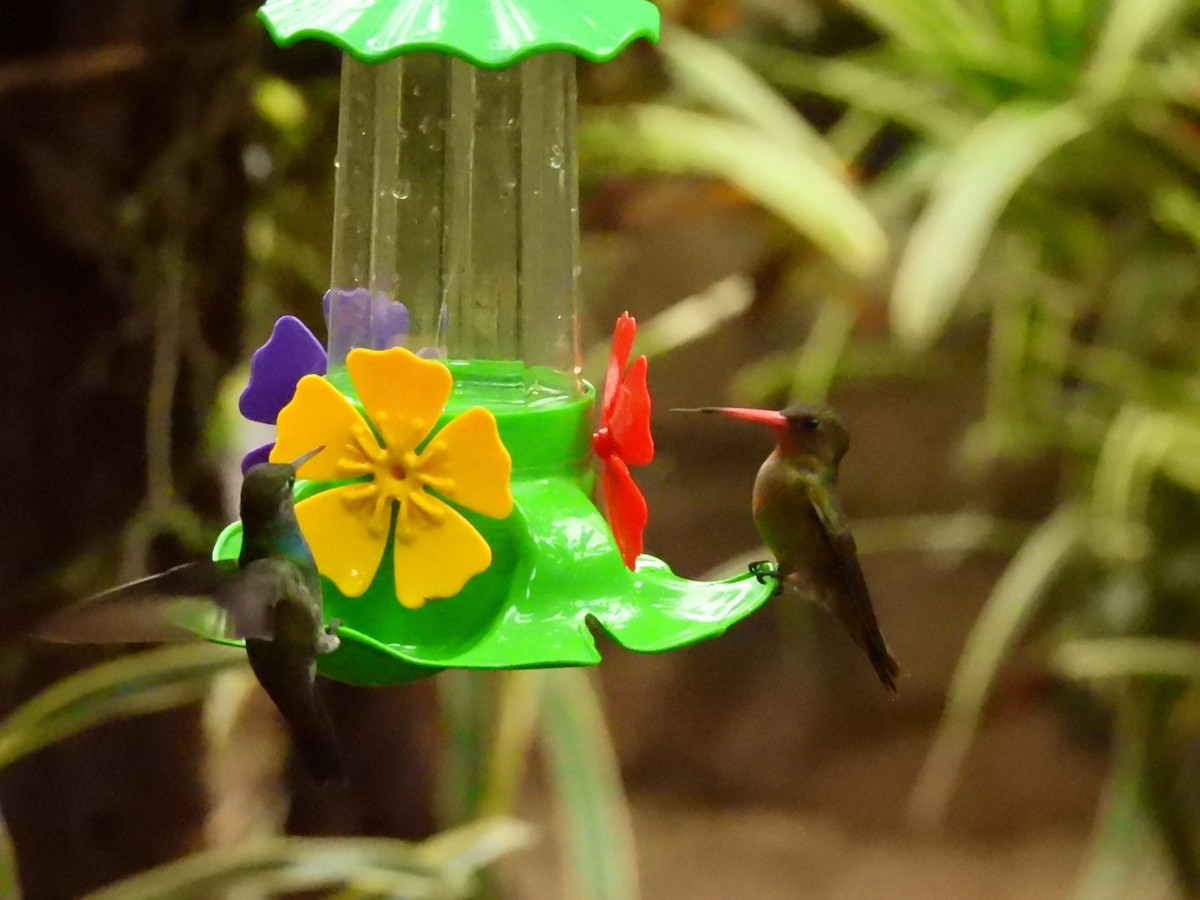 Gilded Hummingbird - ML637867352