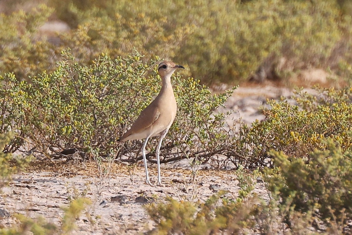 Cream-colored Courser - ML637867361