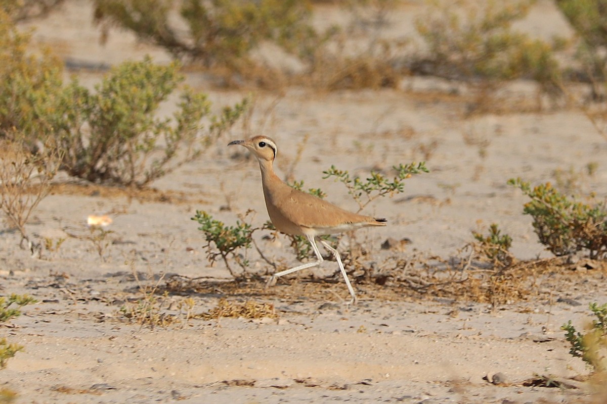 Cream-colored Courser - ML637867362