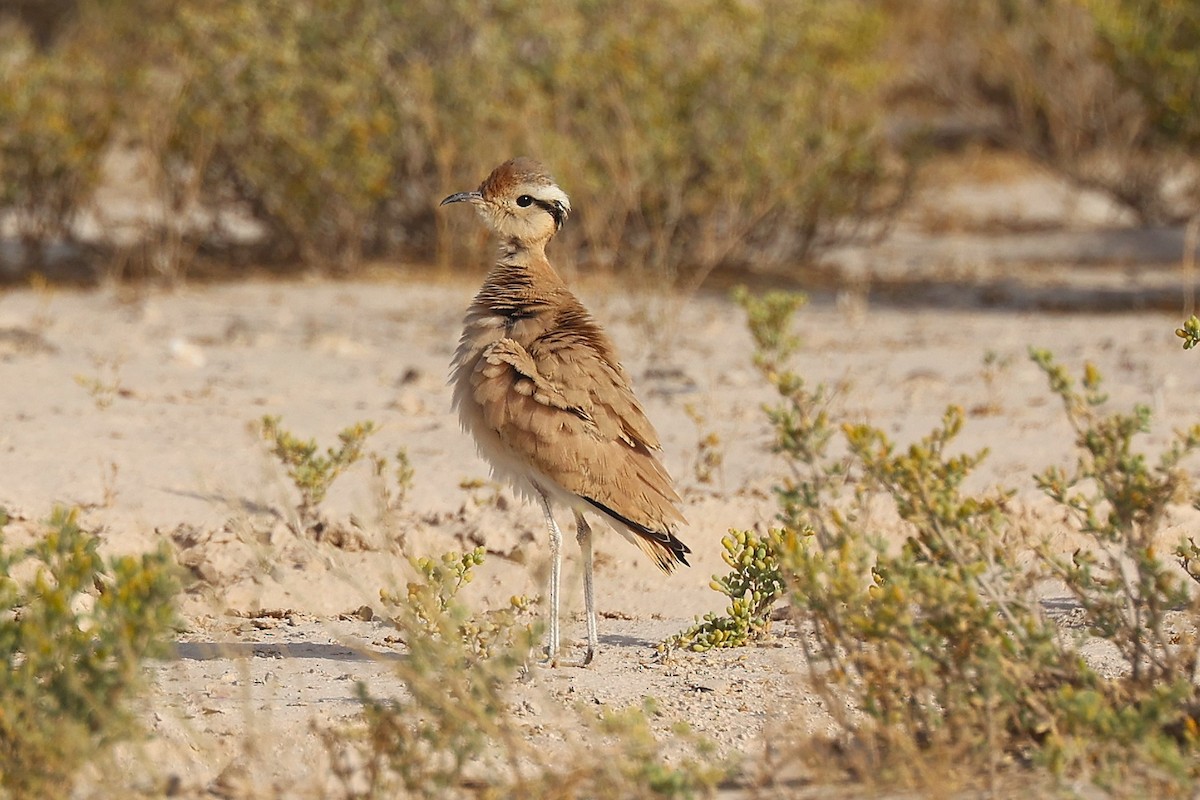 Cream-colored Courser - ML637867363