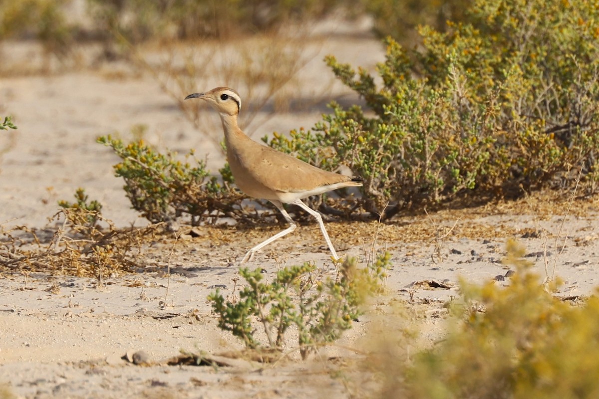 Cream-colored Courser - ML637867364
