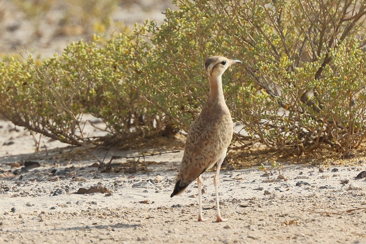 Cream-colored Courser - ML637867365