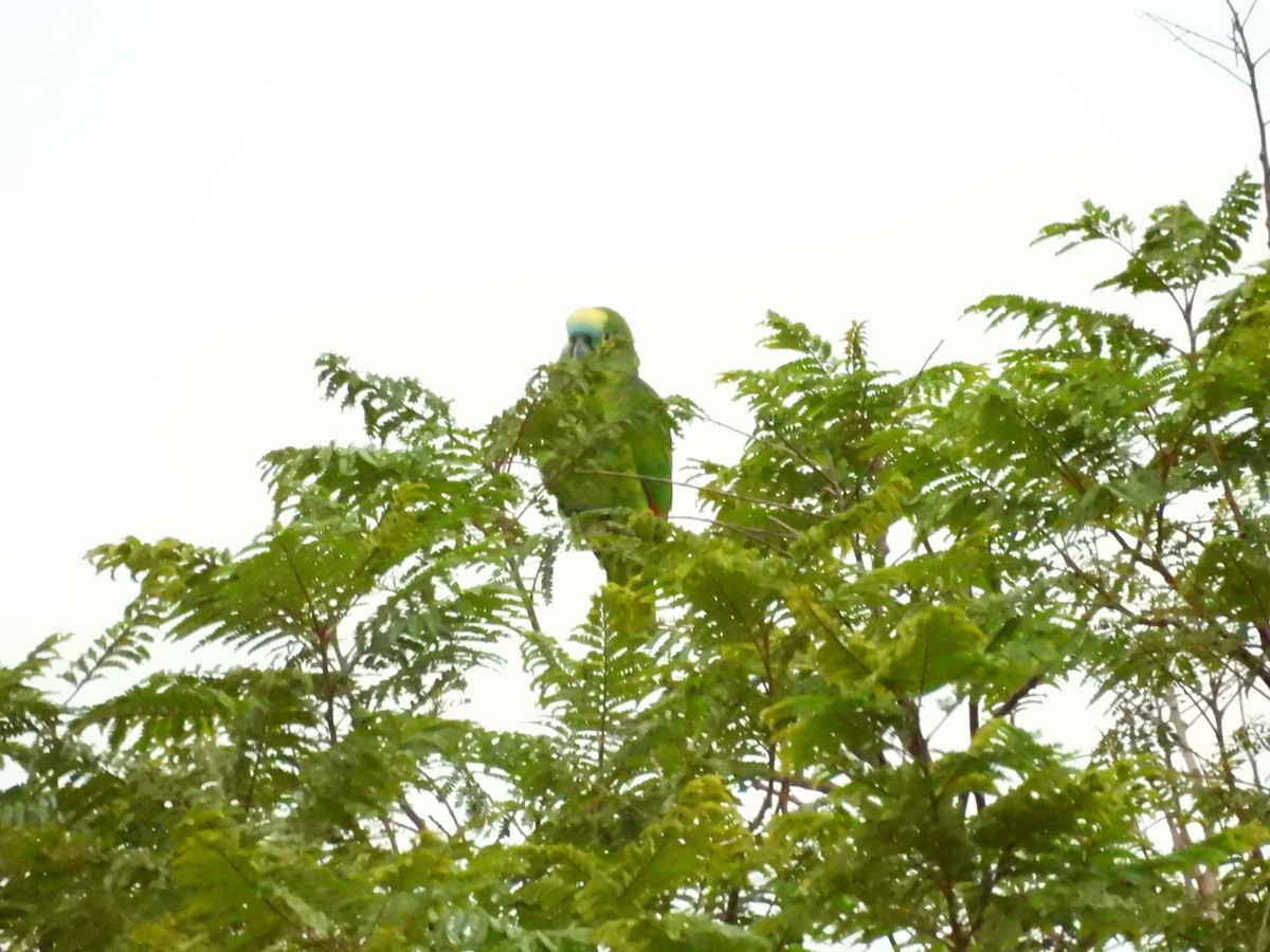 Turquoise-fronted Amazon - ML637867371