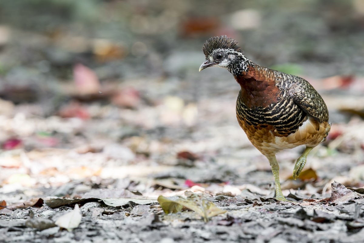 Sabah Partridge - ML637867400