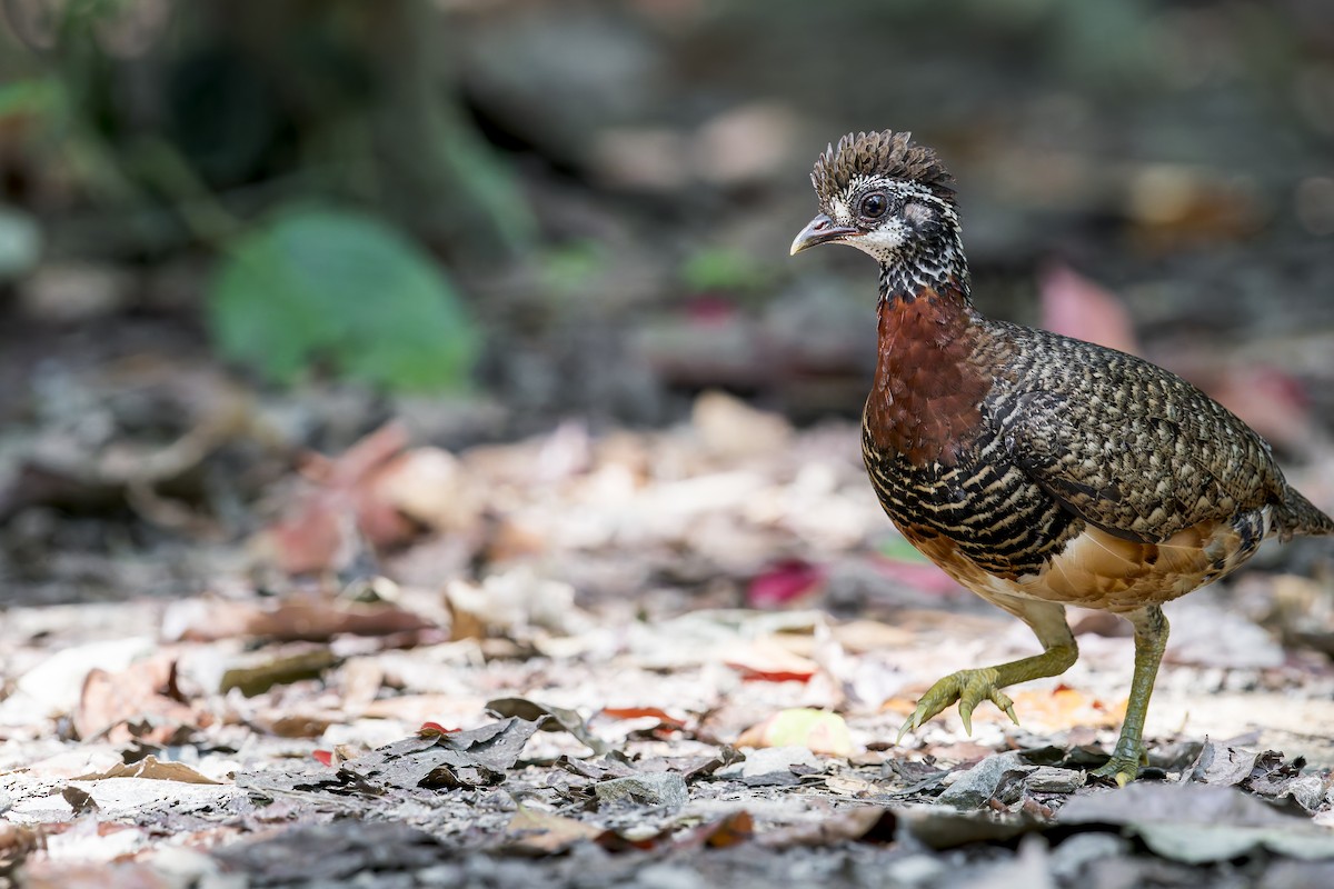 Sabah Partridge - ML637867401