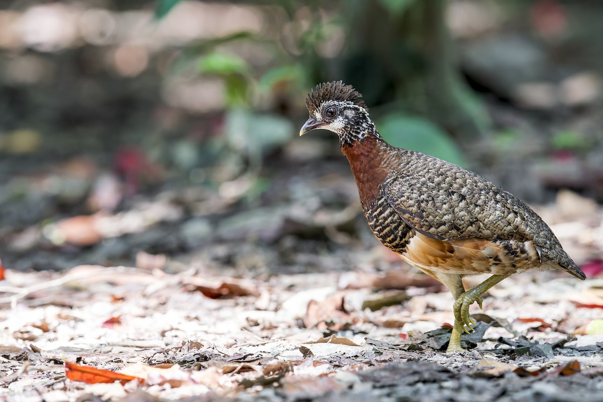 Sabah Partridge - ML637867403