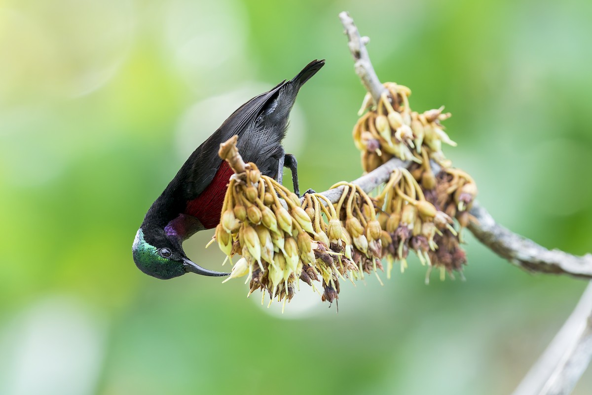 Van Hasselt's Sunbird - ML637867412