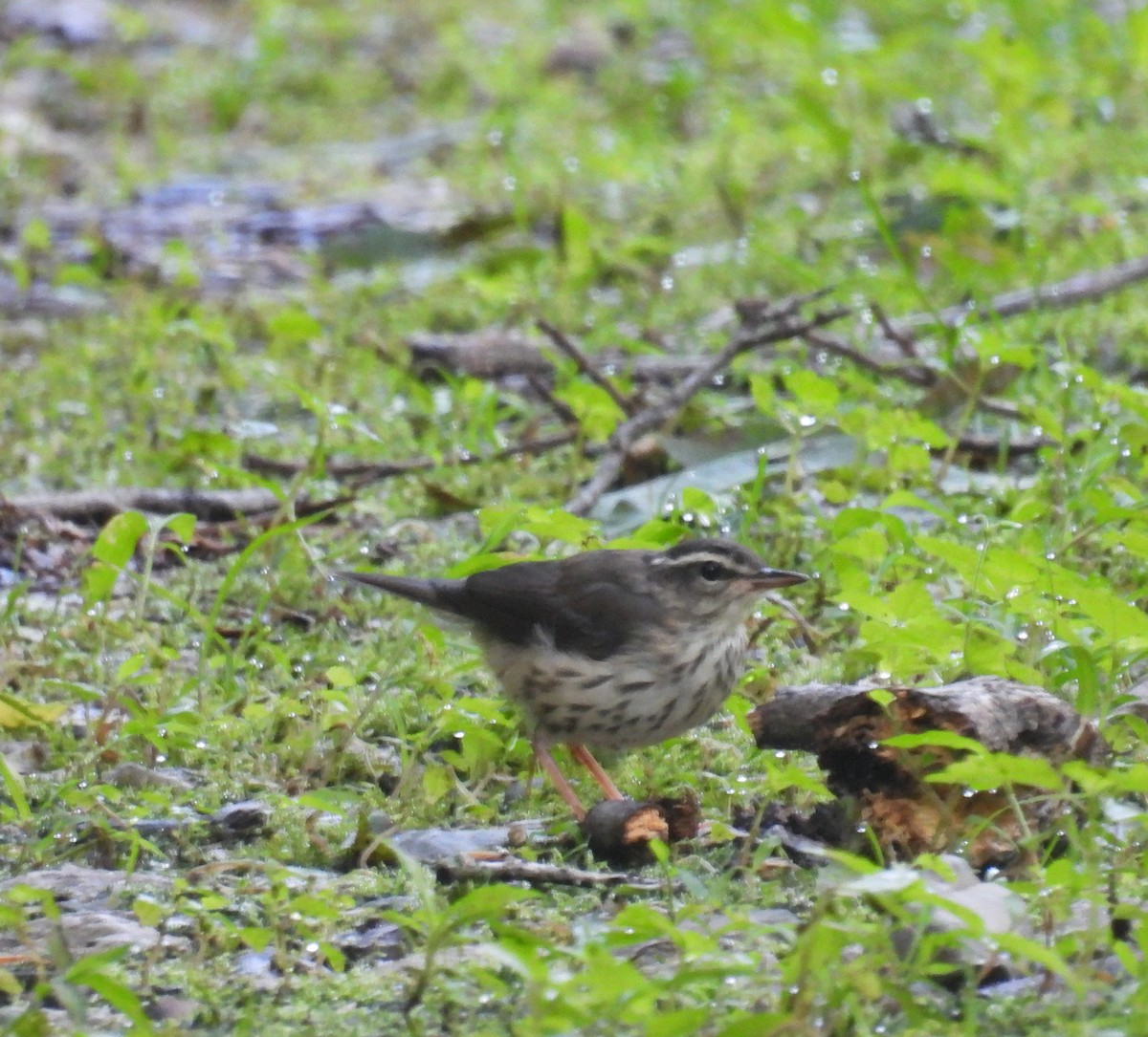 Louisiana Waterthrush - ML637867414